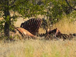 014-Giraffe Carcass-70D2-2181