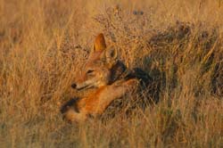 015b-Black-backed Jackal-70D2-2256