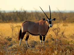 016- Gemsbok-7J8E1044