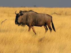 017-Wildebeest-70D2-2194