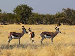 020-Springboks-7J8E0871