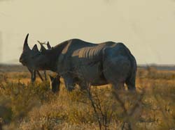 021-Black Rhino-70D2-2206