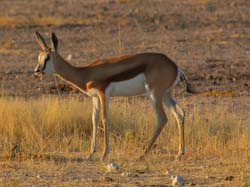 022-Springbok-70D2-2211