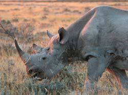 024-Black Rhino-70D2-2237