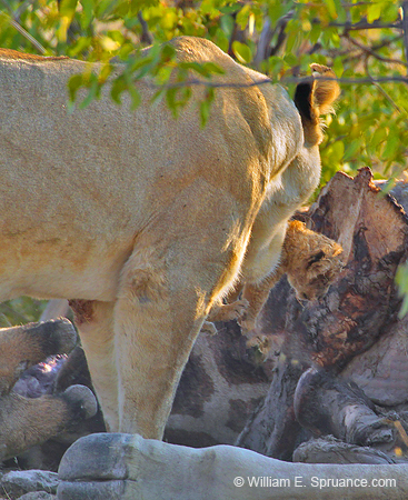 032-Lioness with Cub-7J8E1035