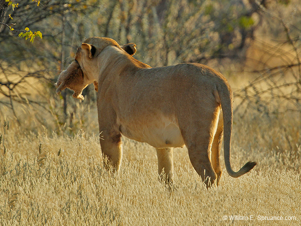 033-Lioness with Cub-7J8E1040