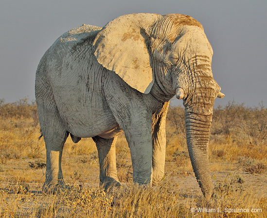 034-Blind Elephant-7J8E1067