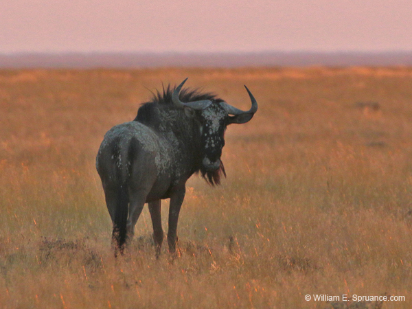 035-Wildebeest-70D2-2239