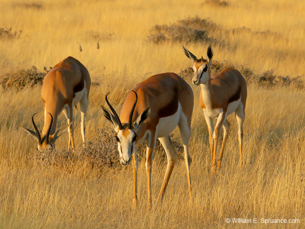 036-Kalahari Springbok-70D2-2280