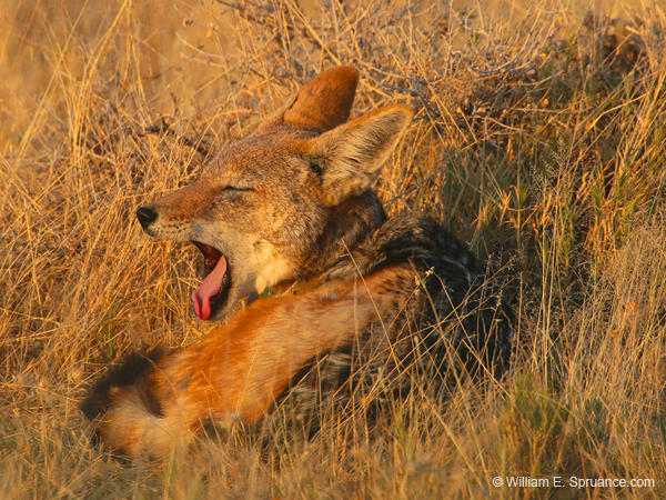 037-Black-backed Jackal-70D2-2257