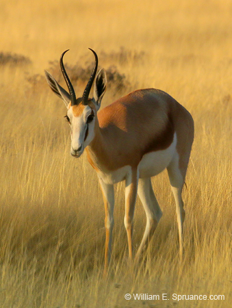 038-Kalahari Springbok-70D2-2283