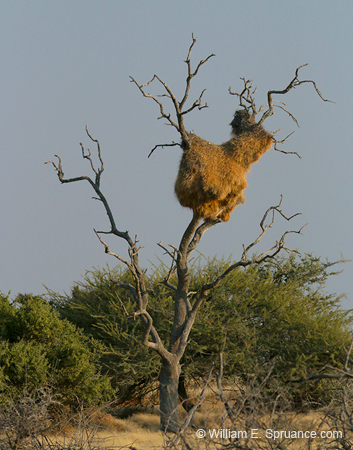 039-Weaver Nest-70D2-2284