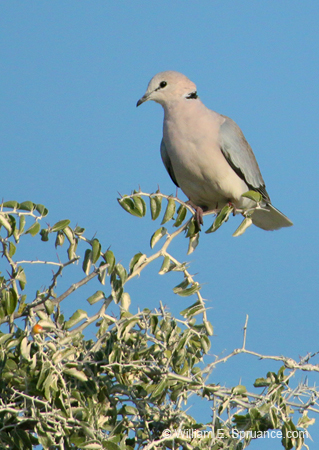 040-Cape Turtle-Dove-70D2-2289