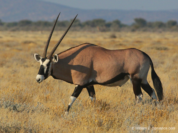 043-Gemsbok-70D2-2320