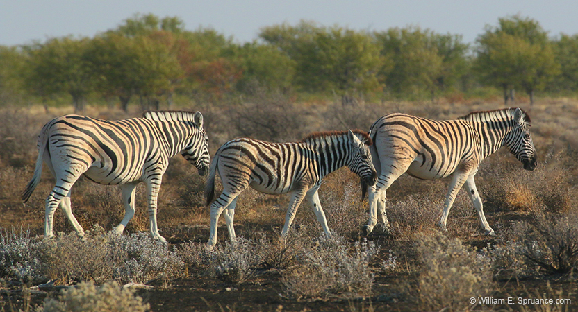 044-Zebras-70D2-2326