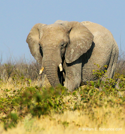 048-Elephant-70D2-2363