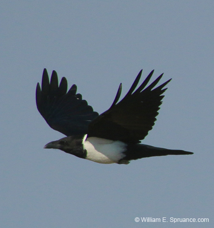049-Pied Crow-70D2-2380