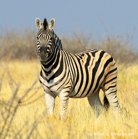 050-Zebra-70D2-2381