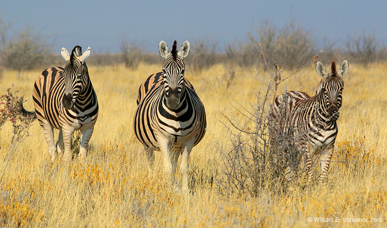 052-Zebras-70D2-2389