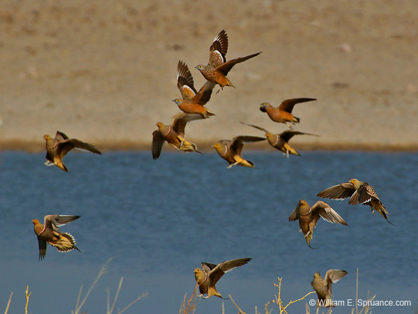 053-Namaqua & Double-banded Sand Grouse-70D2-2412