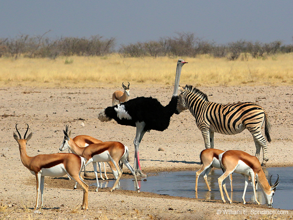 054-Sharing the Water-70D2-2503