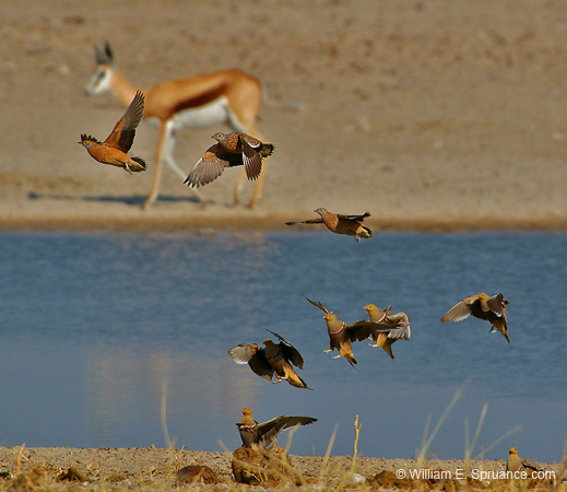 055-Namaqua & Double-banded Sand Grouse-70D2-2414