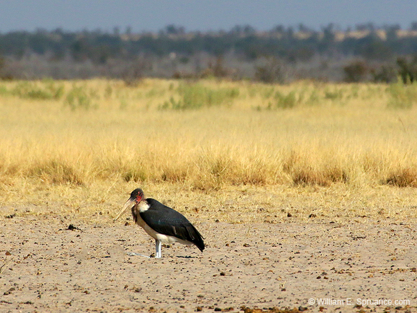 055b-Marabou Stork-70D2-2443