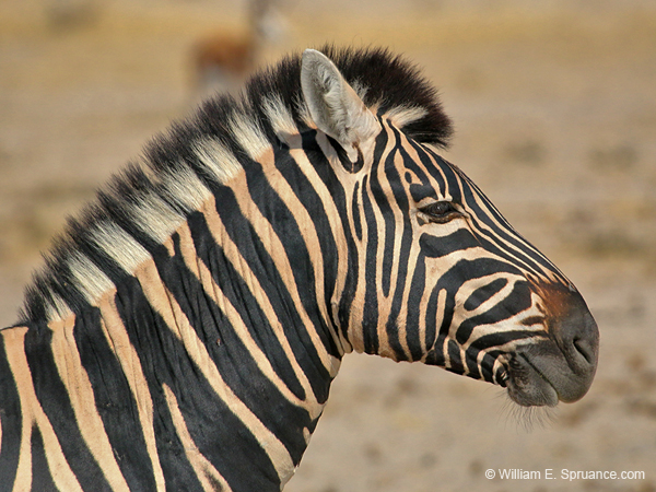 056-Young Zebra-70D2-2510