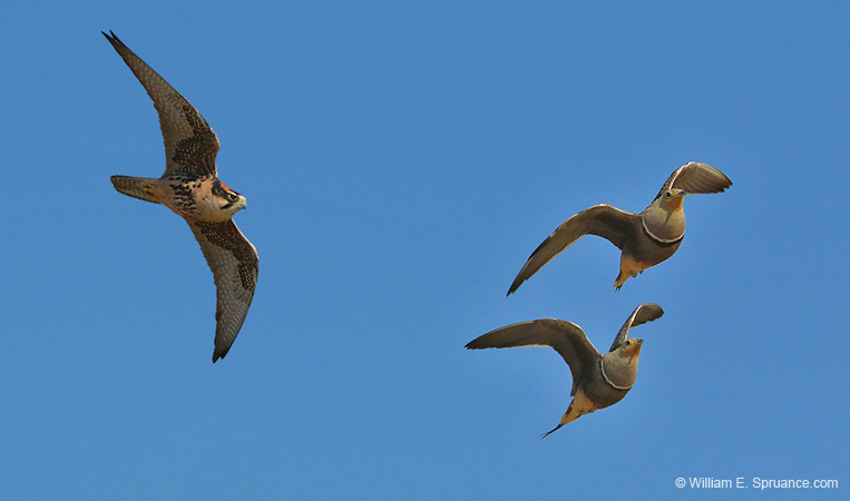 057-Lanner Falcon & Double-Banded Sand Grouse-70D2-2418