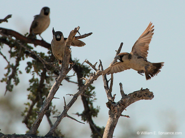 059-Sociable Weavers-70D2-2532