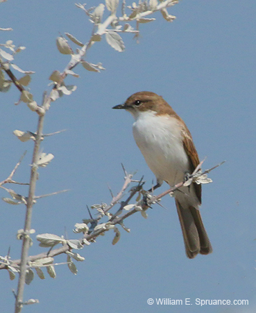 062-Ashy Flycatcher-70D2-2574