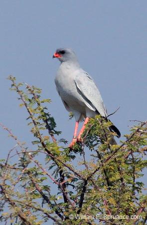 066-Dark Chanting-Goshawk-70D2-2611