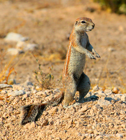 067-Striped Ground Squirrel-70D2-2652
