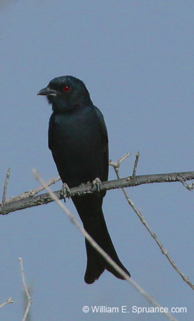068-Fork-Tailed Drongo-70D2-2625