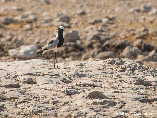068b-Blacksmith Lapwing-70D2-2628