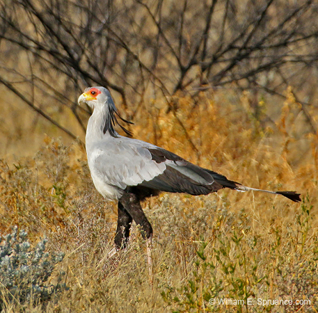 069-Secretarybird-70D2-2667