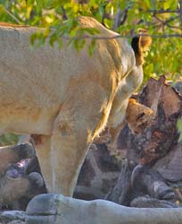 032-Lioness with Cub-7J8E1035