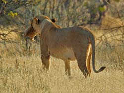033-Lioness with Cub-7J8E1040