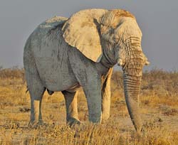 034-Blind Elephant-7J8E1067