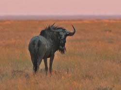 035-Wildebeest-70D2-2239