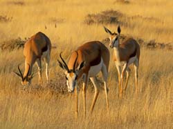 036-Kalahari Springbok-70D2-2280