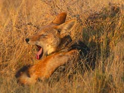 037-Black-backed Jackal-70D2-2257