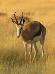 038-Kalahari Springbok-70D2-2283
