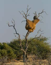 039-Weaver Nest-70D2-2284
