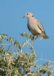 040-Cape Turtle-Dove-70D2-2289