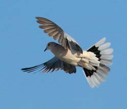 042-Cape Turtle-Dove-70D2-2291