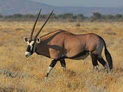 043-Gemsbok-70D2-2320