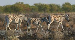 044-Zebras-70D2-2326