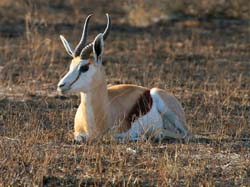 046-Kalahari Springbok-70D2-2350
