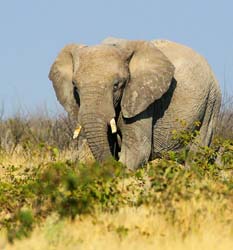 048-Elephant-70D2-2363